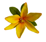 Edible sugar paste decoration, Yellow lily